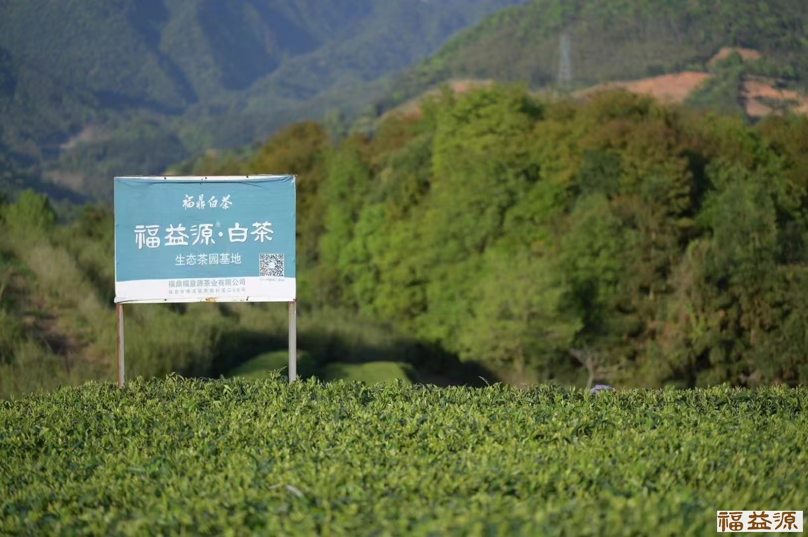 福益源,茶艺分享,白茶香,白茶的种类主分为四类,茶艺师穿搭分享,茶艺美学分享,福鼎白茶