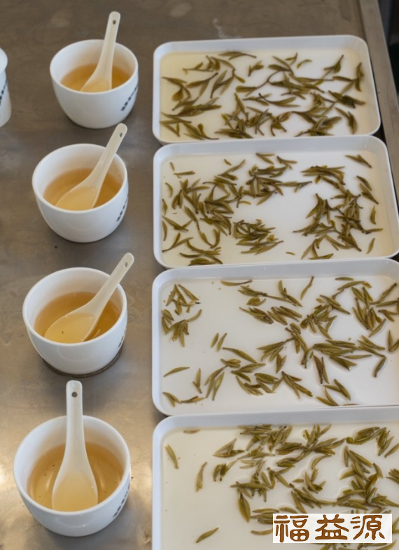 福益源,茶茗动态,白茶是属于什么茶类,老白茶的功效与作用,学茶艺分享,白茶属于什么茶,白茶