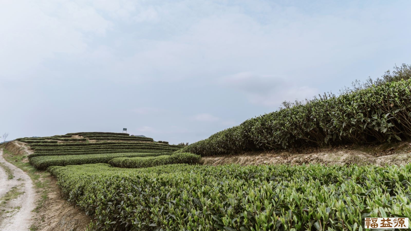 福益源,茶茗动态,白茶功效,白茶是属于什么茶类,茶艺培训分享,老白茶的功效与作用,福鼎白茶